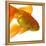 Goldfish-Mark Mawson-Framed Premier Image Canvas