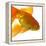 Goldfish-Mark Mawson-Framed Premier Image Canvas