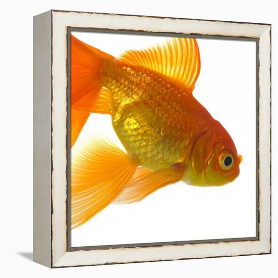 Goldfish-Mark Mawson-Framed Premier Image Canvas