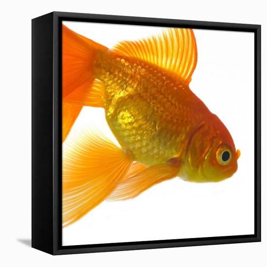 Goldfish-Mark Mawson-Framed Premier Image Canvas