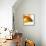 Goldfish-Mark Mawson-Framed Premier Image Canvas displayed on a wall