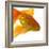 Goldfish-Mark Mawson-Framed Photographic Print