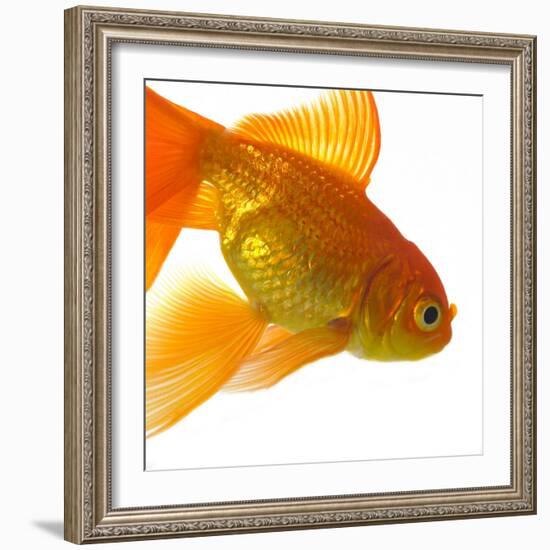 Goldfish-Mark Mawson-Framed Photographic Print