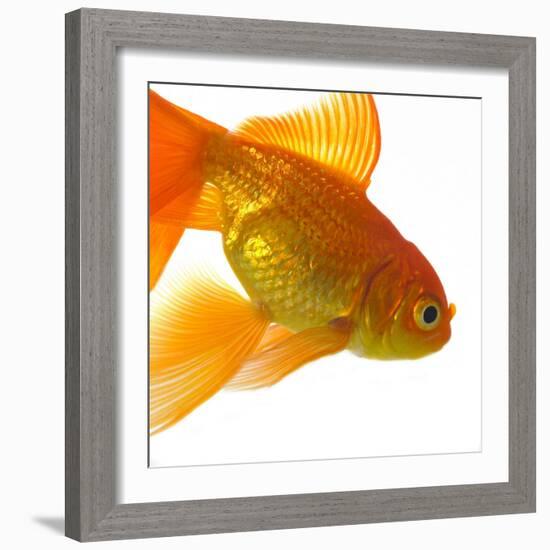 Goldfish-Mark Mawson-Framed Photographic Print