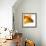 Goldfish-Mark Mawson-Framed Photographic Print displayed on a wall