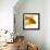 Goldfish-Mark Mawson-Framed Photographic Print displayed on a wall