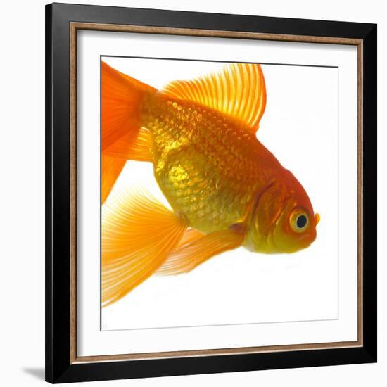 Goldfish-Mark Mawson-Framed Photographic Print