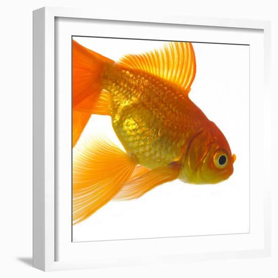 Goldfish-Mark Mawson-Framed Photographic Print