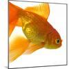 Goldfish-Mark Mawson-Mounted Photographic Print