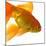 Goldfish-Mark Mawson-Mounted Photographic Print