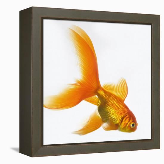 Goldfish-Mark Mawson-Framed Premier Image Canvas