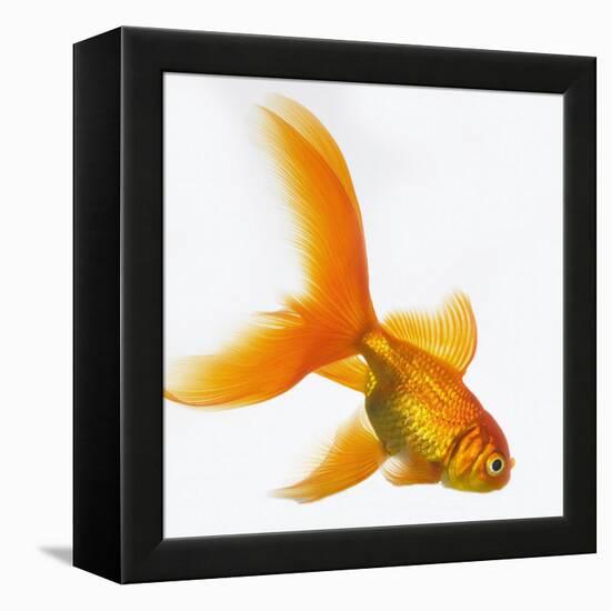 Goldfish-Mark Mawson-Framed Premier Image Canvas