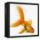 Goldfish-Mark Mawson-Framed Premier Image Canvas