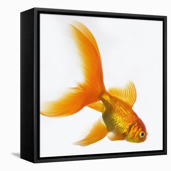 Goldfish-Mark Mawson-Framed Premier Image Canvas