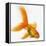 Goldfish-Mark Mawson-Framed Premier Image Canvas