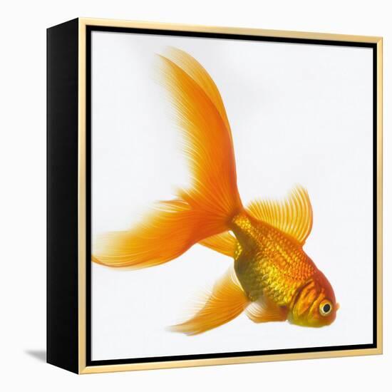 Goldfish-Mark Mawson-Framed Premier Image Canvas