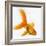 Goldfish-Mark Mawson-Framed Photographic Print