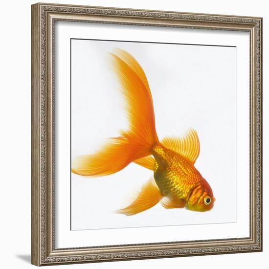 Goldfish-Mark Mawson-Framed Photographic Print