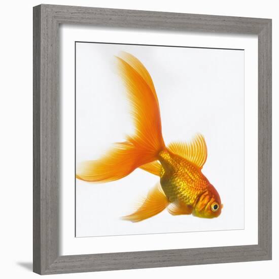 Goldfish-Mark Mawson-Framed Photographic Print