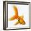 Goldfish-Mark Mawson-Framed Photographic Print