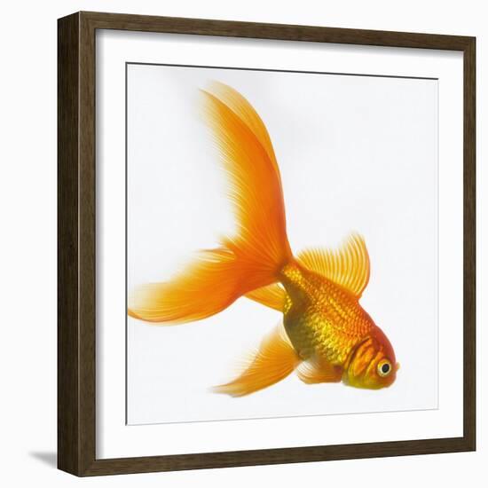 Goldfish-Mark Mawson-Framed Photographic Print