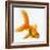 Goldfish-Mark Mawson-Framed Photographic Print