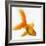 Goldfish-Mark Mawson-Framed Photographic Print