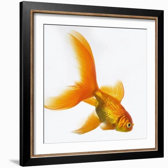 Goldfish-Mark Mawson-Framed Photographic Print