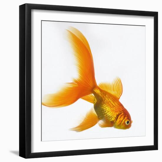 Goldfish-Mark Mawson-Framed Photographic Print