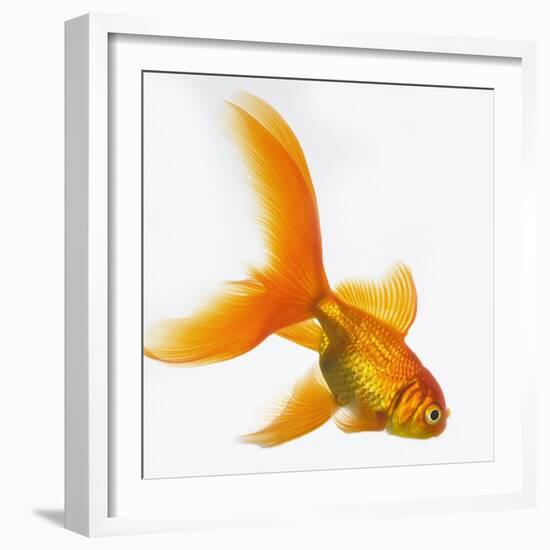 Goldfish-Mark Mawson-Framed Photographic Print