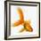 Goldfish-Mark Mawson-Framed Photographic Print