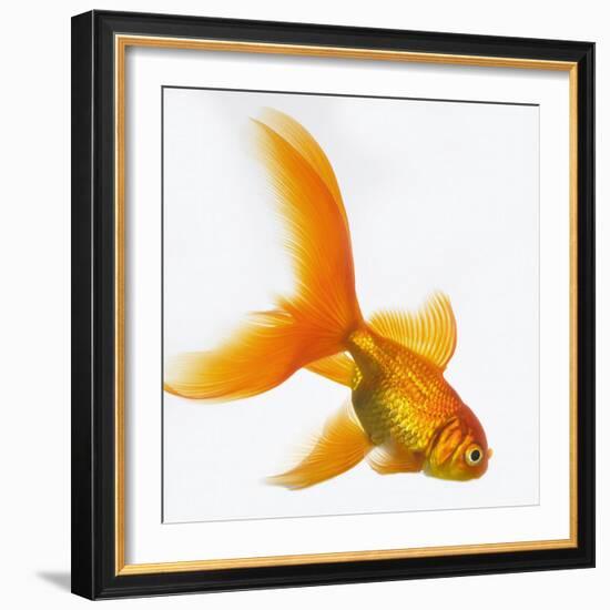 Goldfish-Mark Mawson-Framed Photographic Print