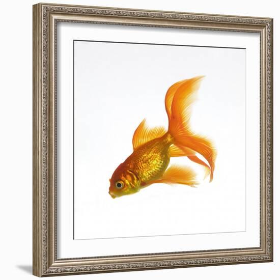 Goldfish-Mark Mawson-Framed Photographic Print