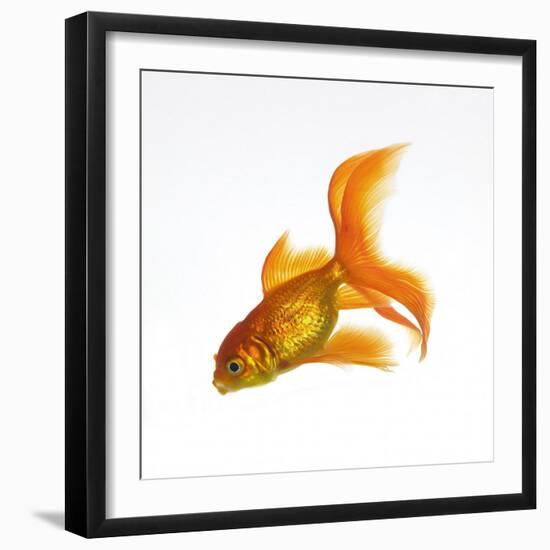 Goldfish-Mark Mawson-Framed Photographic Print