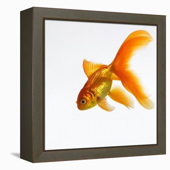 Goldfish-Mark Mawson-Framed Premier Image Canvas