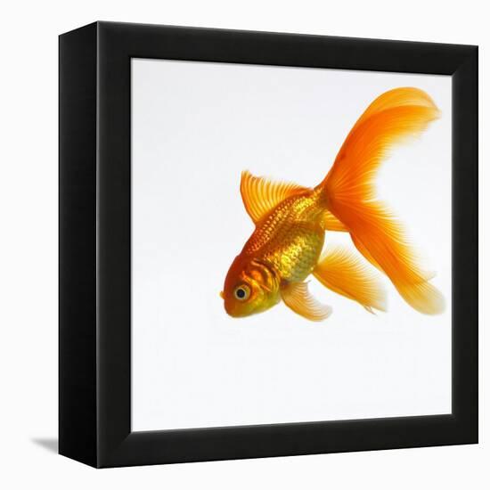 Goldfish-Mark Mawson-Framed Premier Image Canvas