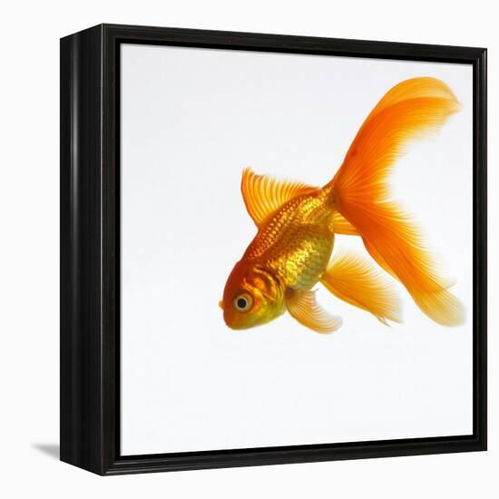 Goldfish-Mark Mawson-Framed Premier Image Canvas