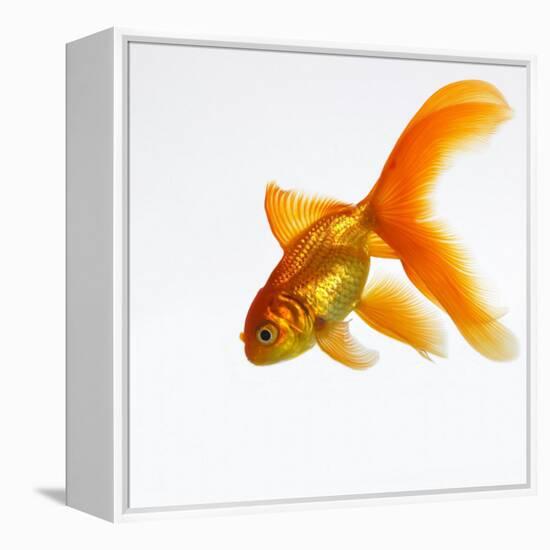 Goldfish-Mark Mawson-Framed Premier Image Canvas