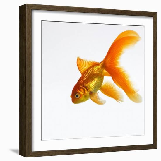 Goldfish-Mark Mawson-Framed Photographic Print