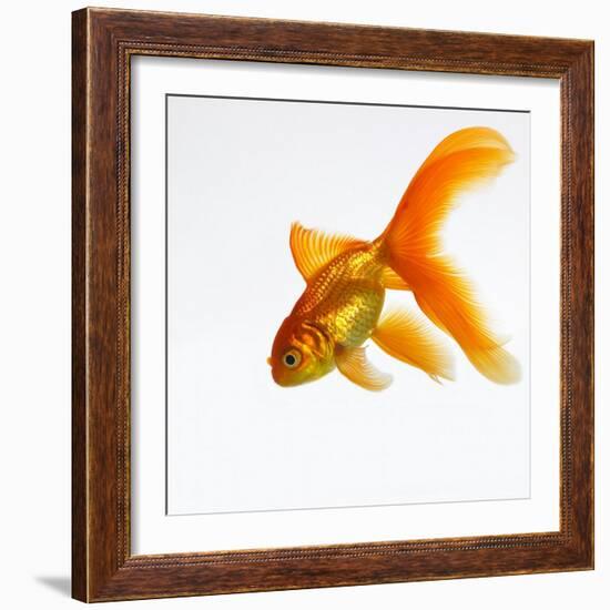 Goldfish-Mark Mawson-Framed Photographic Print