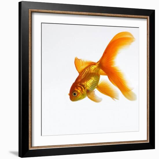 Goldfish-Mark Mawson-Framed Photographic Print