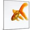 Goldfish-Mark Mawson-Mounted Photographic Print