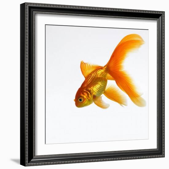Goldfish-Mark Mawson-Framed Photographic Print