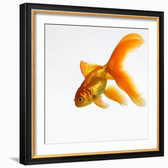 Goldfish-Mark Mawson-Framed Photographic Print