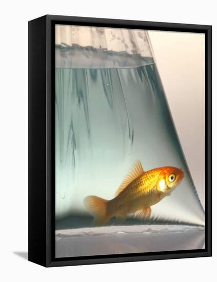 Goldfish-Tek Image-Framed Premier Image Canvas