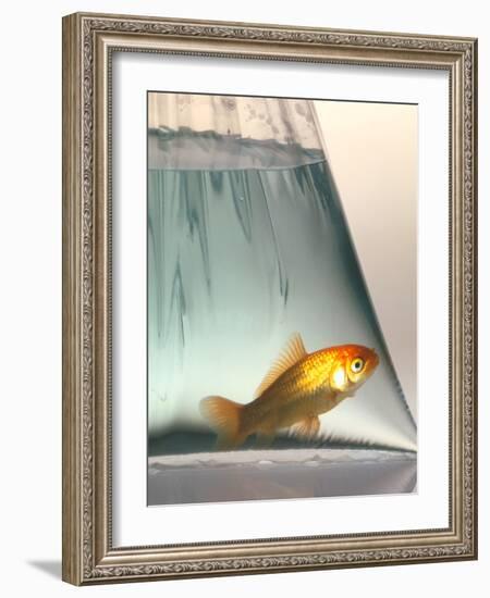 Goldfish-Tek Image-Framed Photographic Print