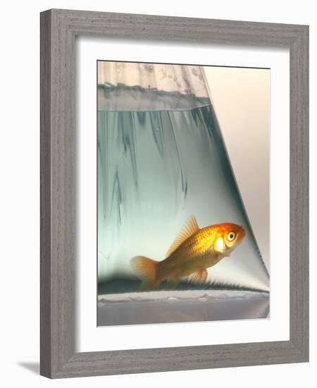 Goldfish-Tek Image-Framed Photographic Print
