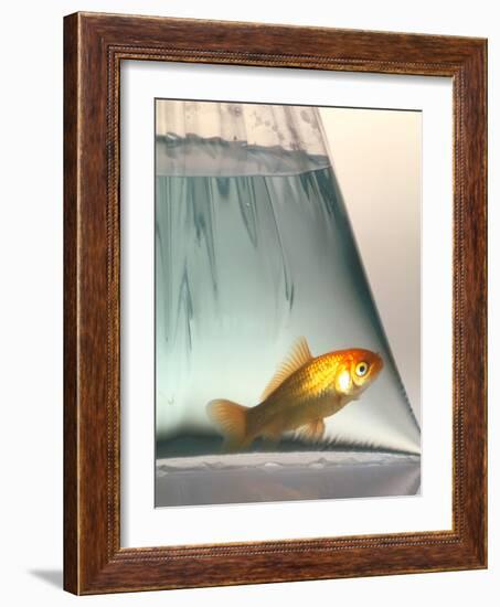 Goldfish-Tek Image-Framed Photographic Print