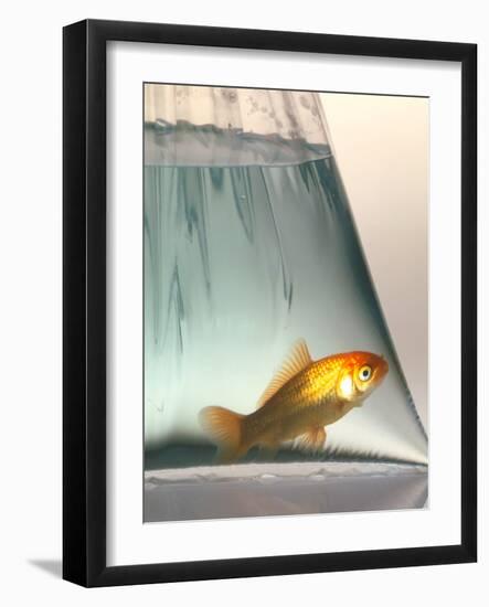 Goldfish-Tek Image-Framed Photographic Print