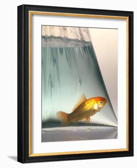 Goldfish-Tek Image-Framed Photographic Print